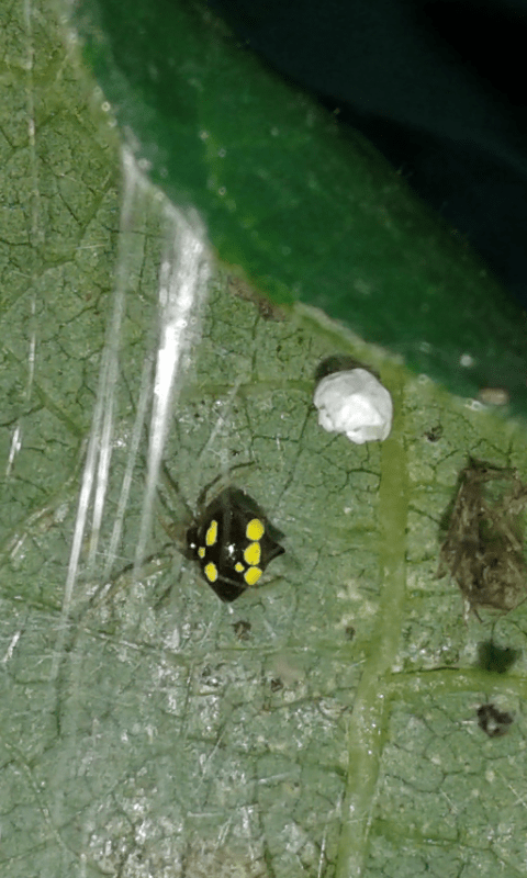 Theridula gonygaster (Theridiidae)? S� - prov. PD